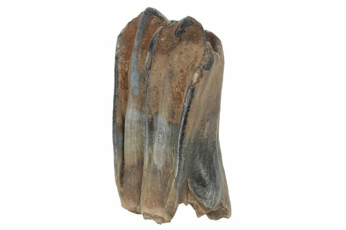 Pleistocene Fossil Steppe Bison Tooth - Siberia #231025